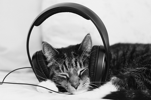 cat headphones